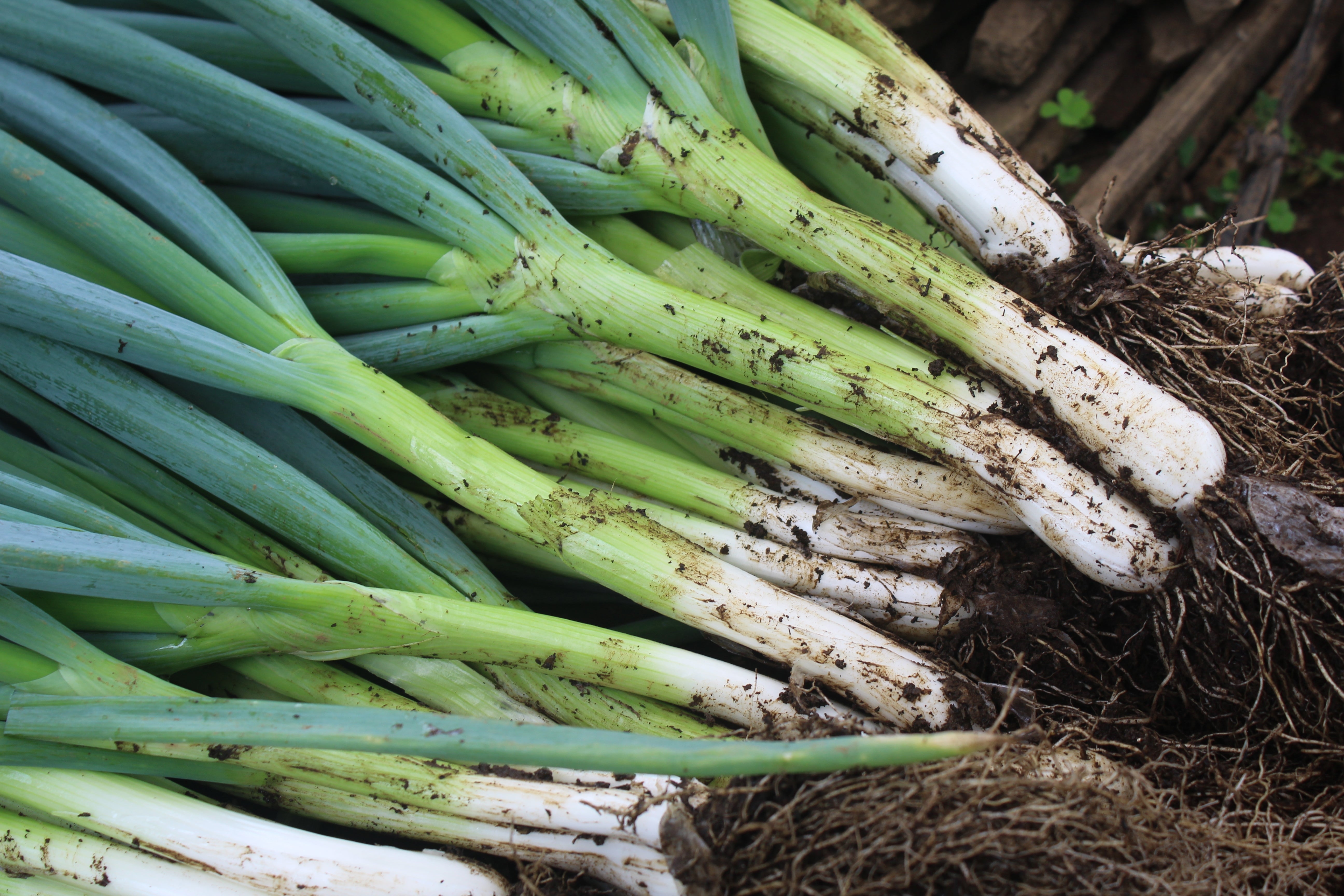 White Onion Sets 1 Lb. Non-GMO White Ebenezer Variety