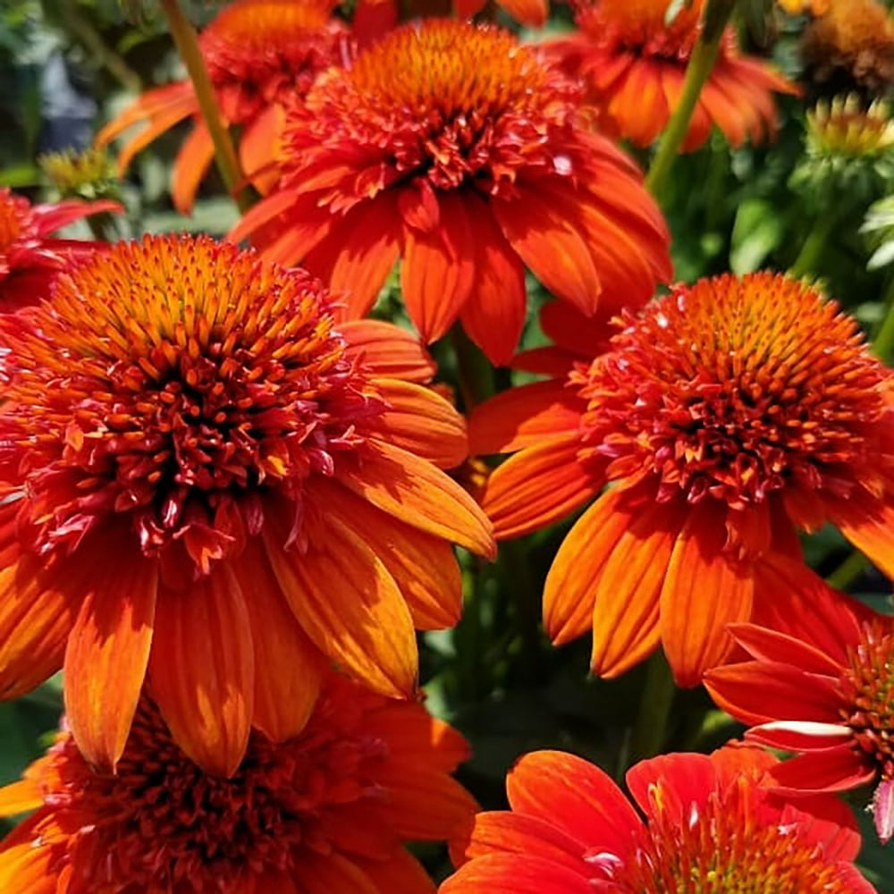 Echinacea Fiesta Orange Potted Quart Pot