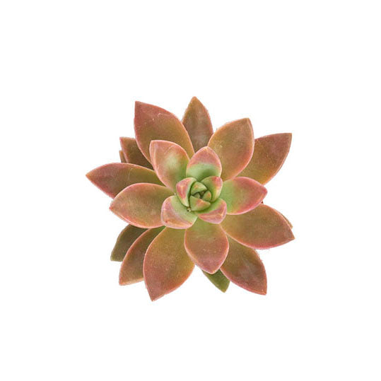 Graptosedum 'California Sunset'