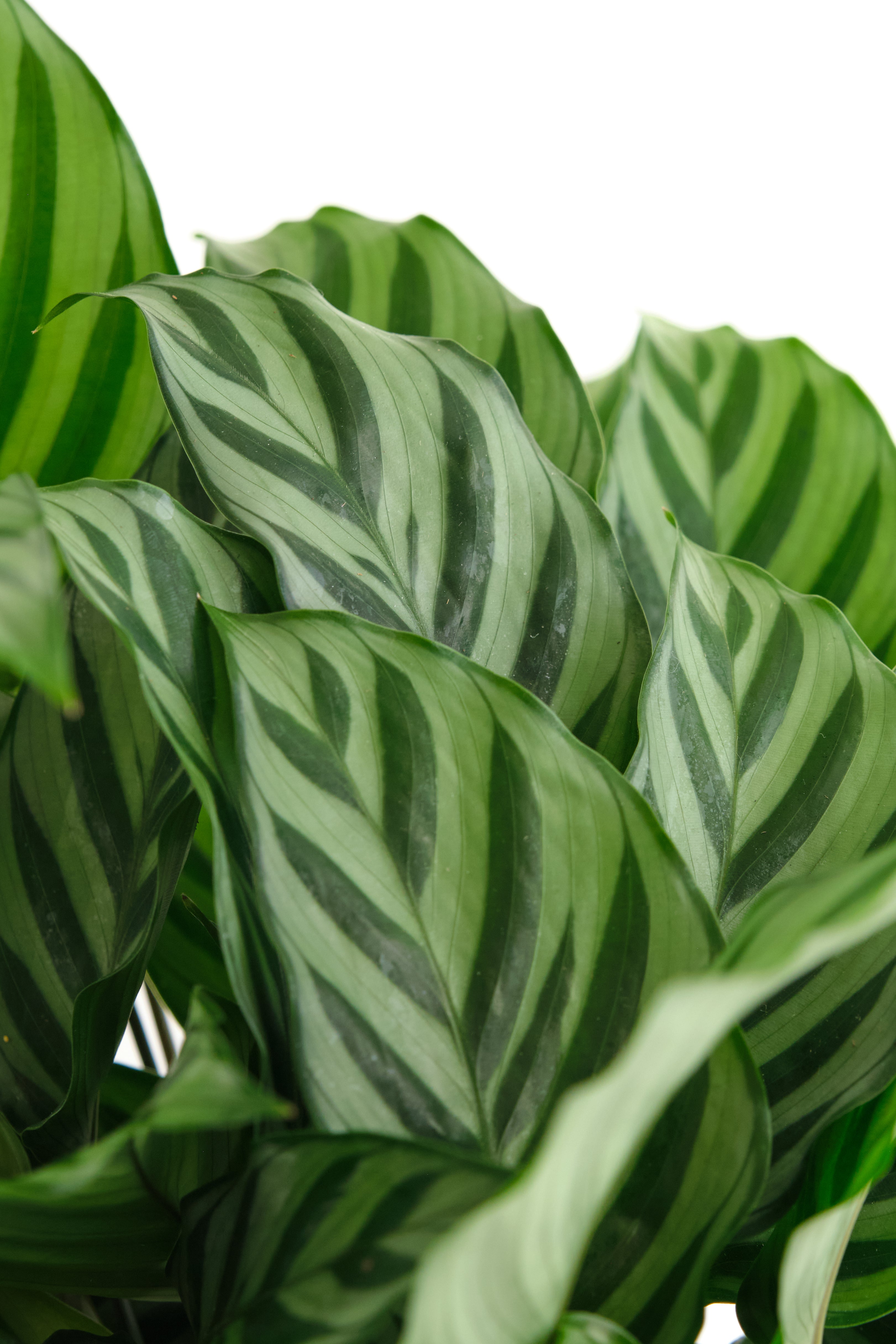 Calathea Concinna 'Freddie'