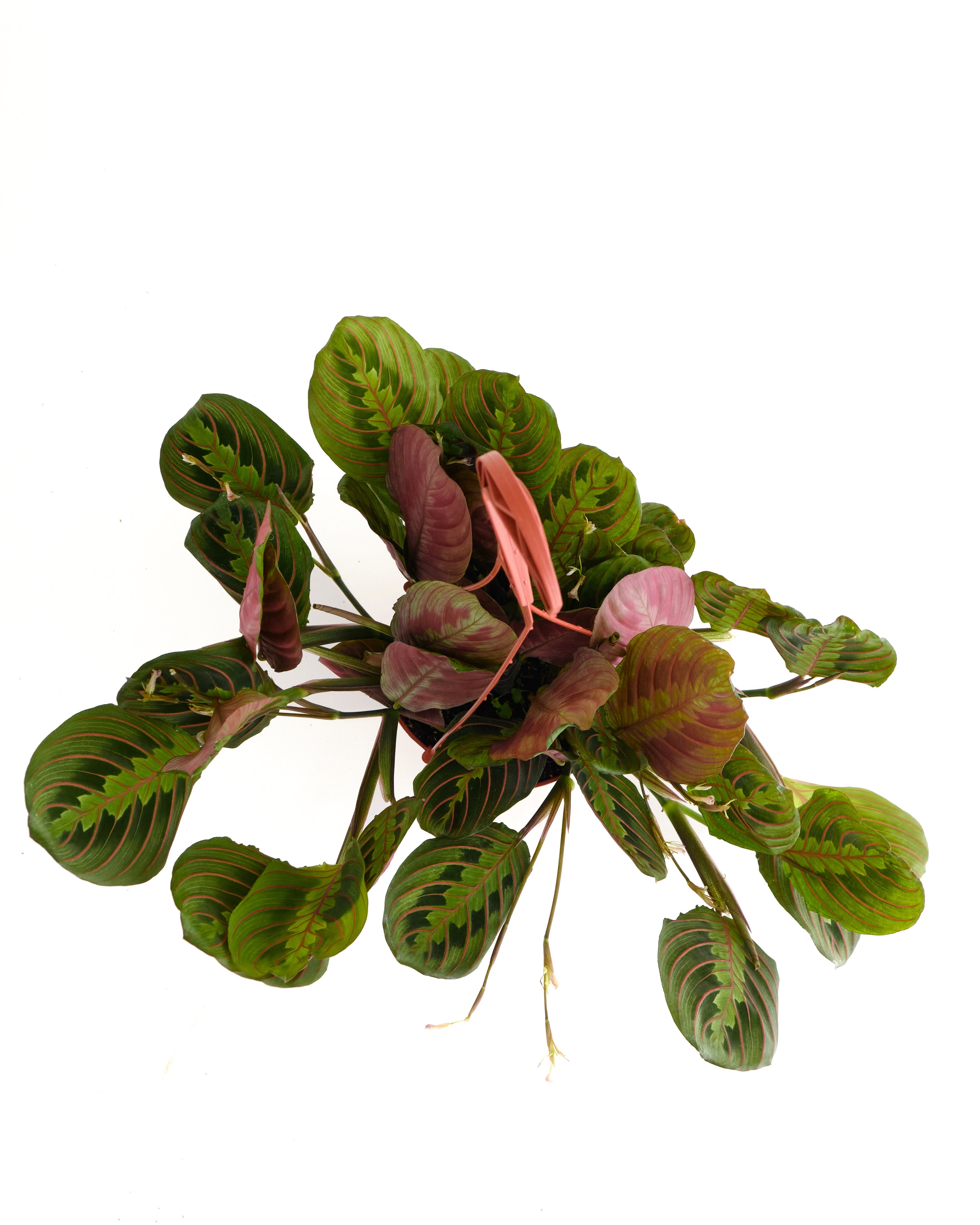 Maranta Red 'Prayer Plant'