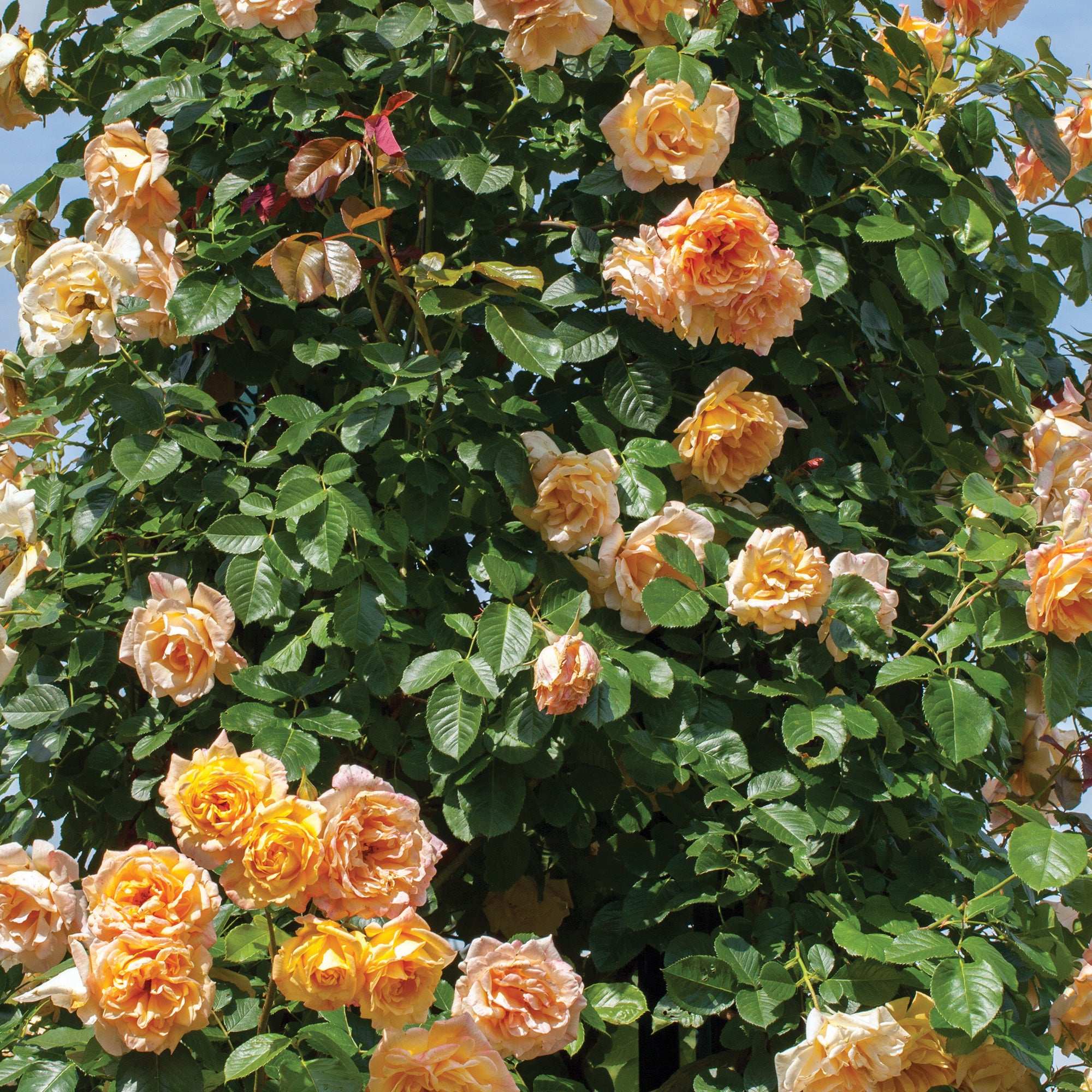 Vibrant yellow climbing rose plant with lush green leaves, perfect for gardens and trellises.