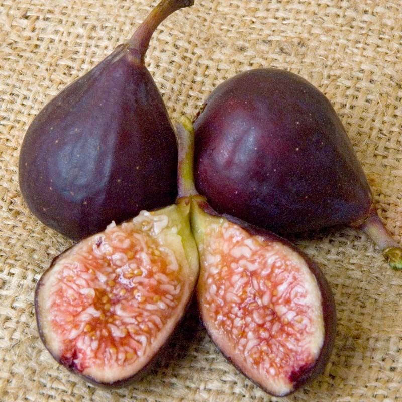 Violette de Bordeaux Potted Fig Tree