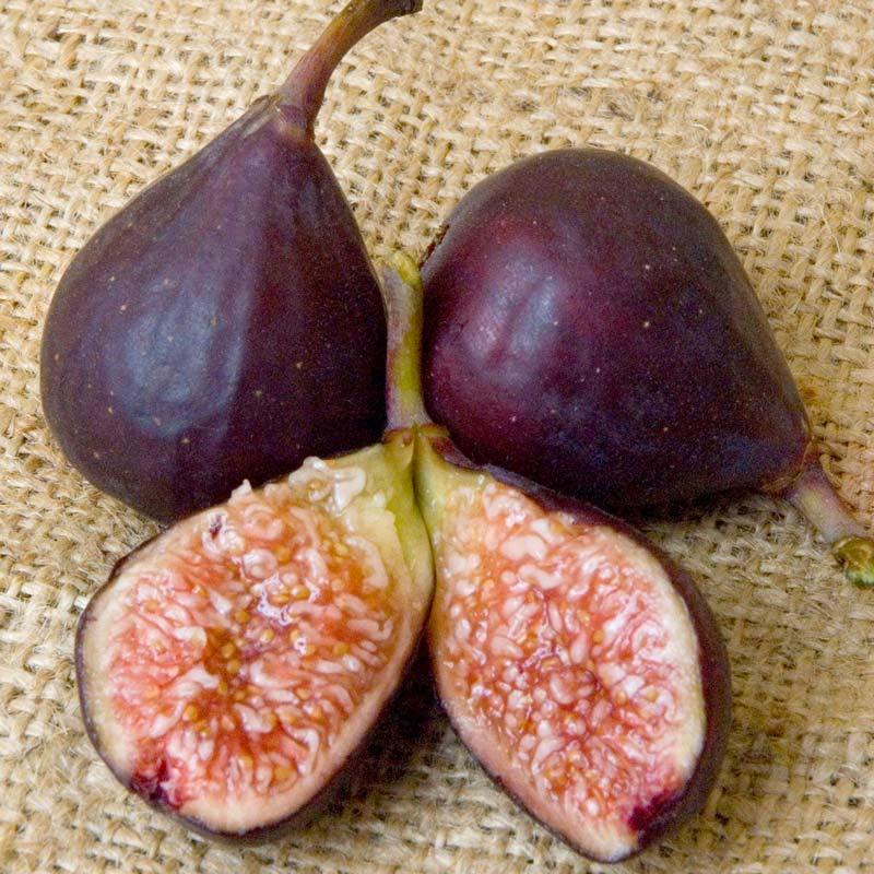 Violette de Bordeaux Potted Fig Tree