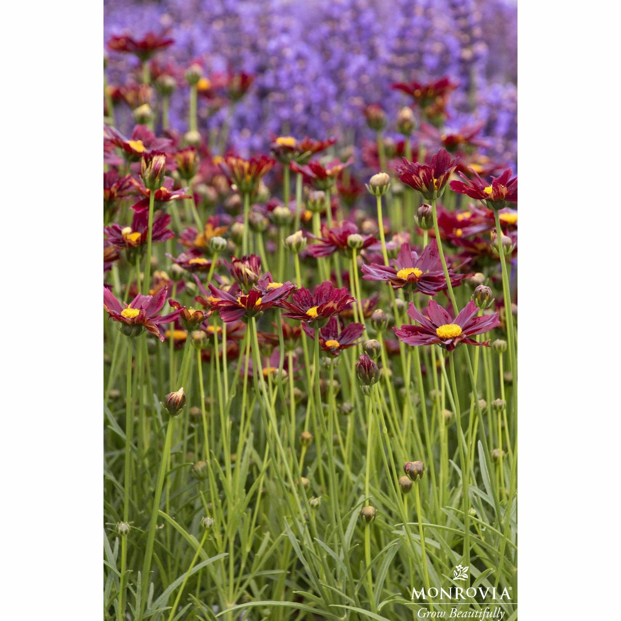 Li'l Bang™ Red Elf Coreopsis