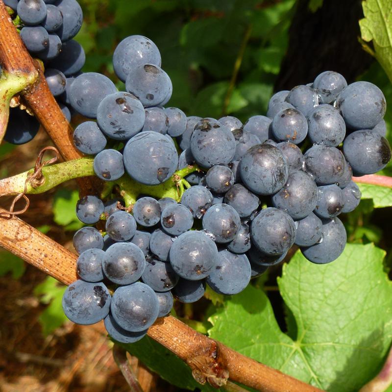 Pinot Noir Wine Grape Vine