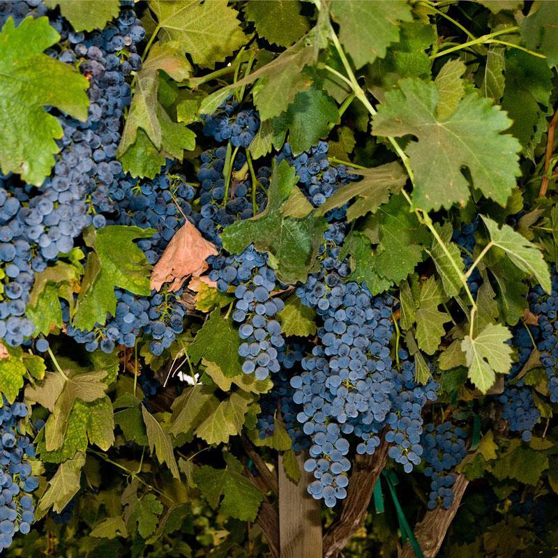 Shiraz (Syrah) Wine Grape Vine