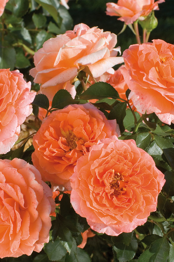 Sunrise Rose 1.5 gallon Pot