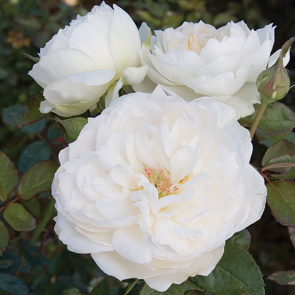 Bolero Floribunda Rose 1.5 gallon Pot