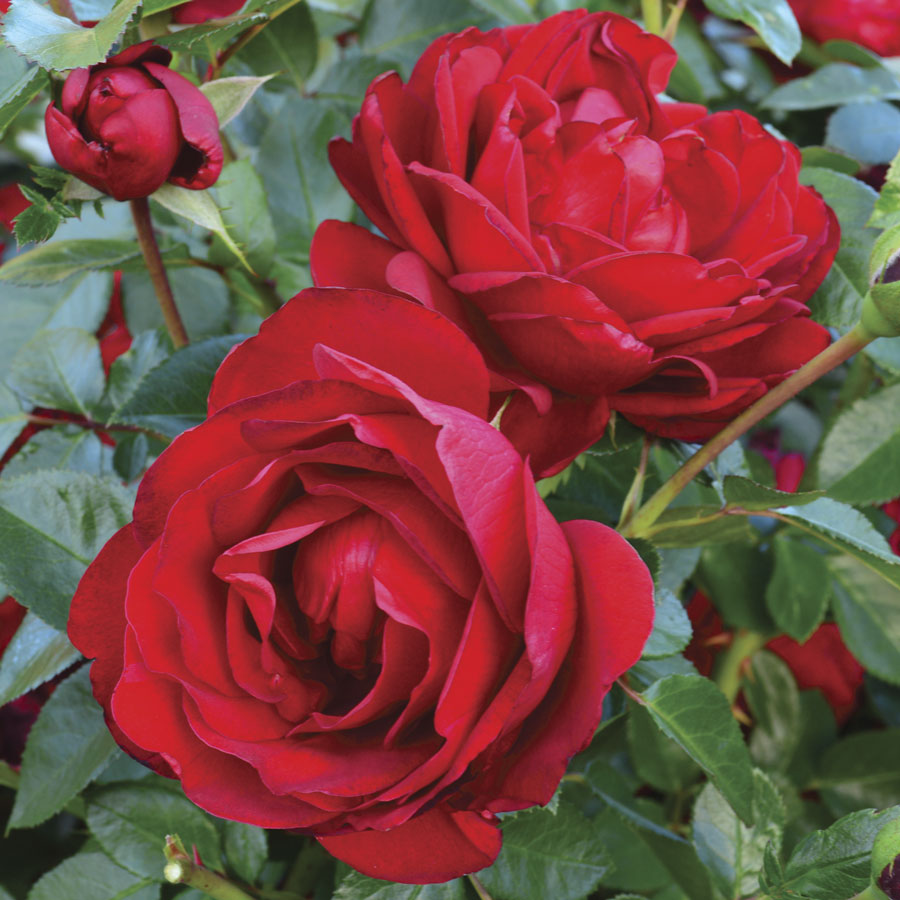 Desmond Tutu Rose 1.5 gallon Pot