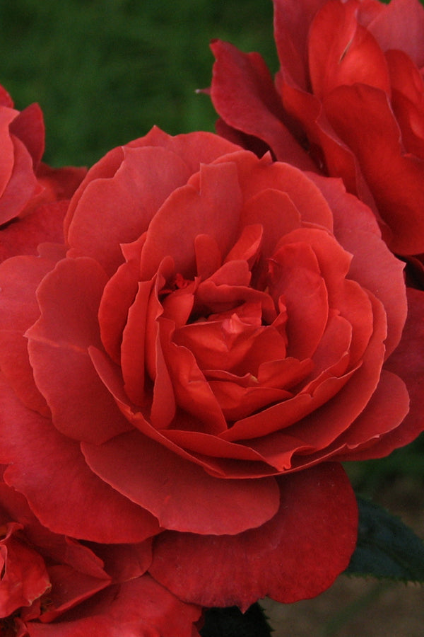 Hot Cocoa Rose 1.5 Gallon Container