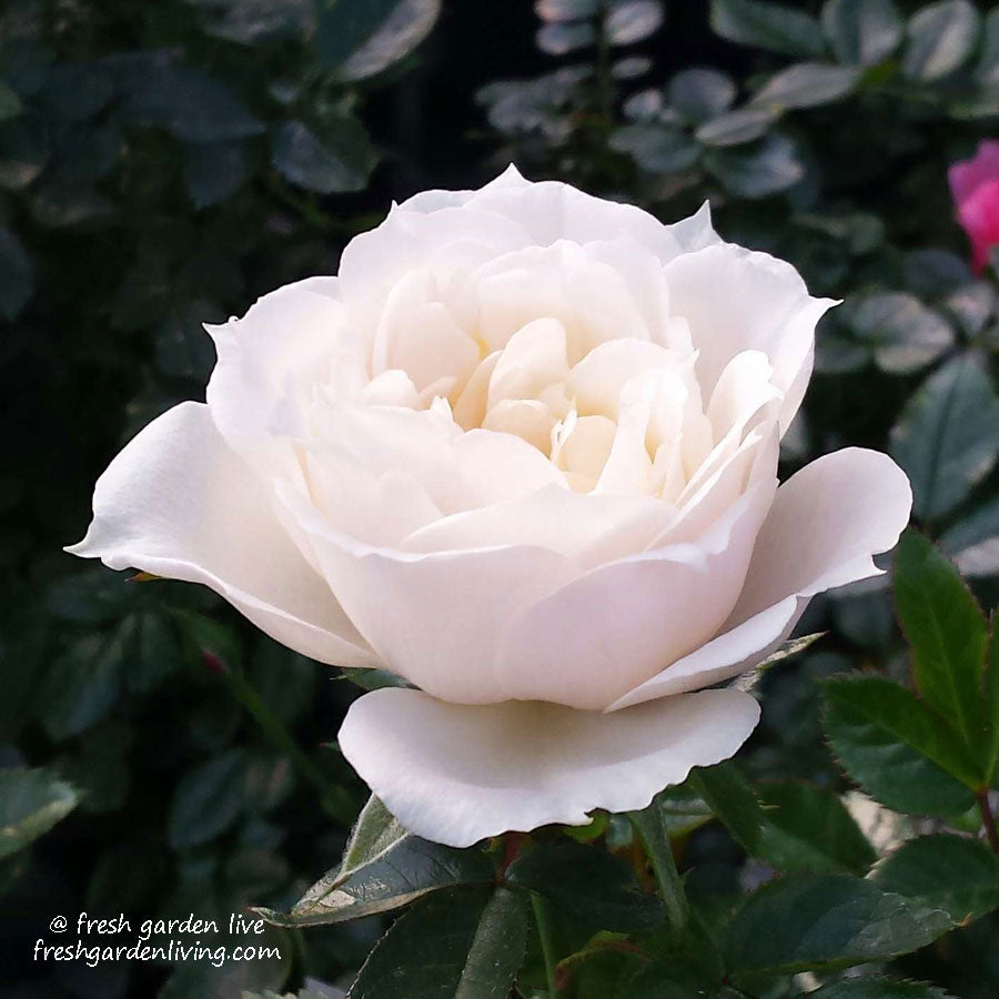 Iceberg Shrub Rose 1.5 gallon Pot