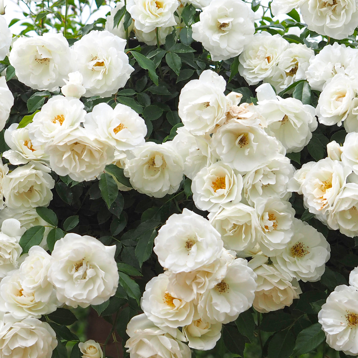 Iceberg Shrub Rose 1.5 gallon Pot