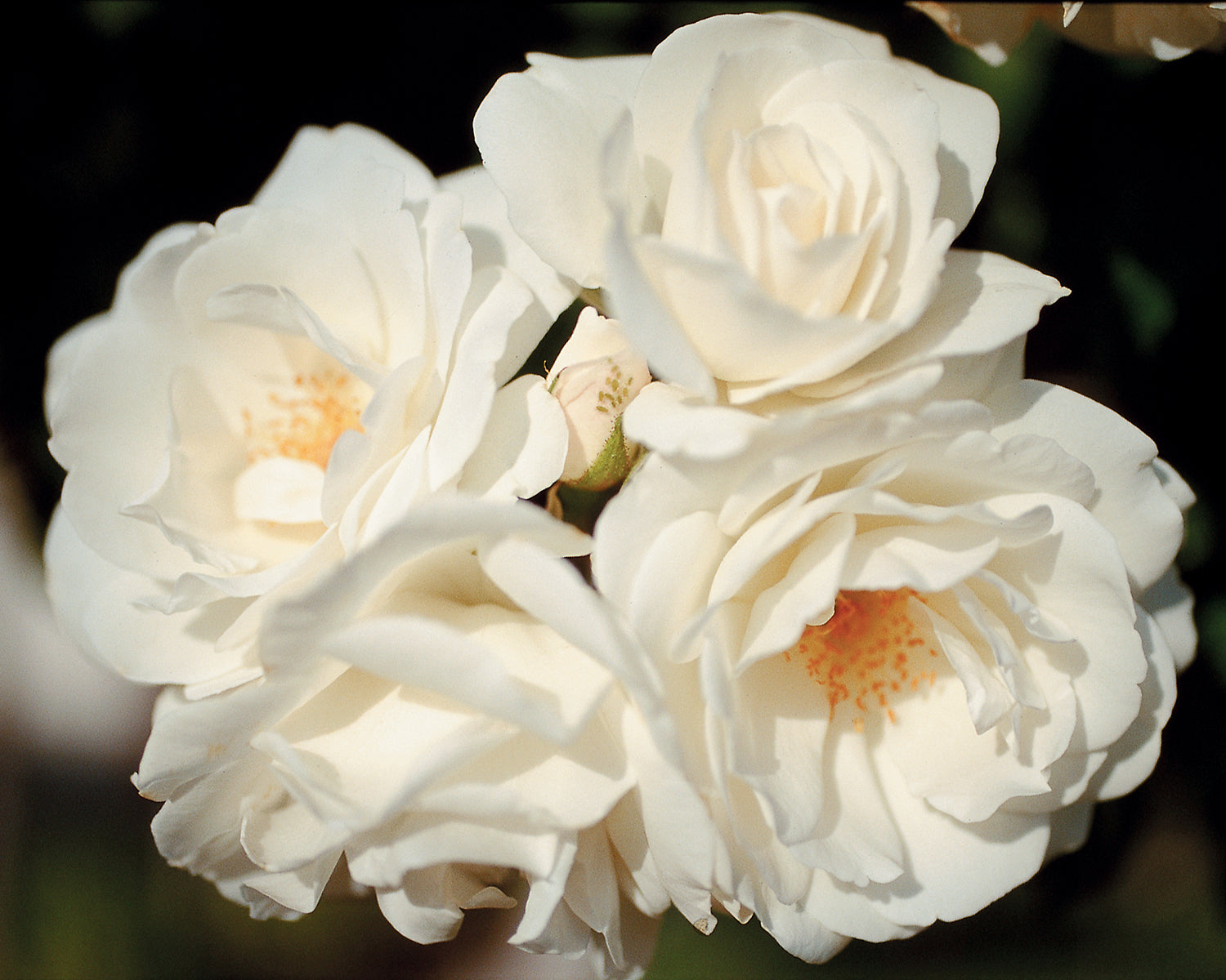 Iceberg Shrub Rose 1.5 gallon Pot