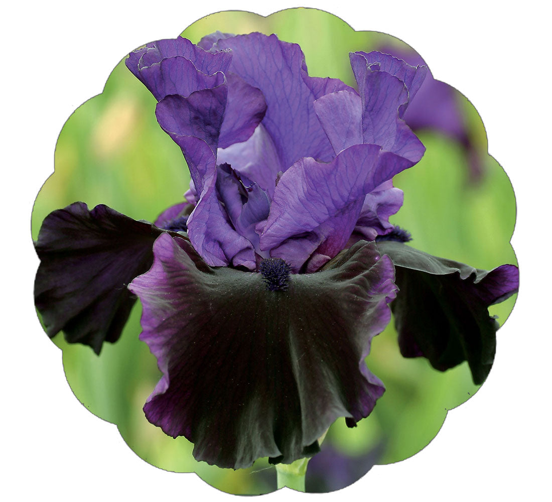 Midnight Treat Bearded Iris Potted Quart Pot