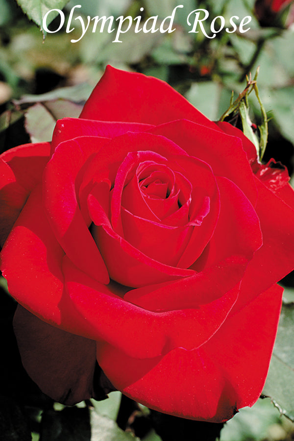 Olympiad Rose 1.5 gallon Pot