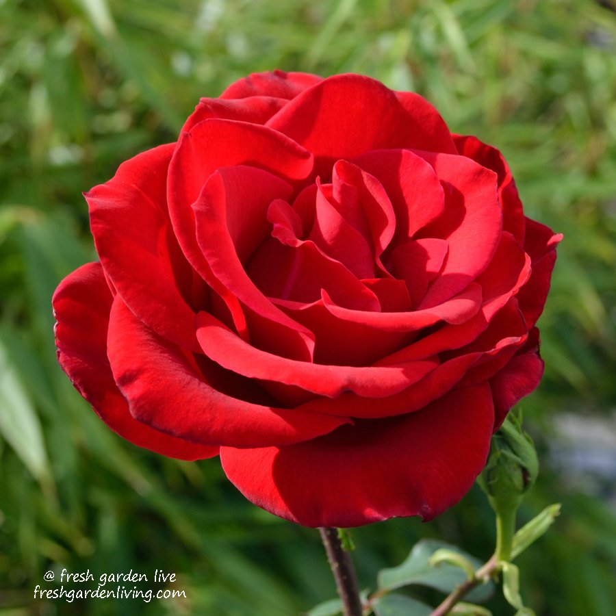 Olympiad Rose 1.5 gallon Pot