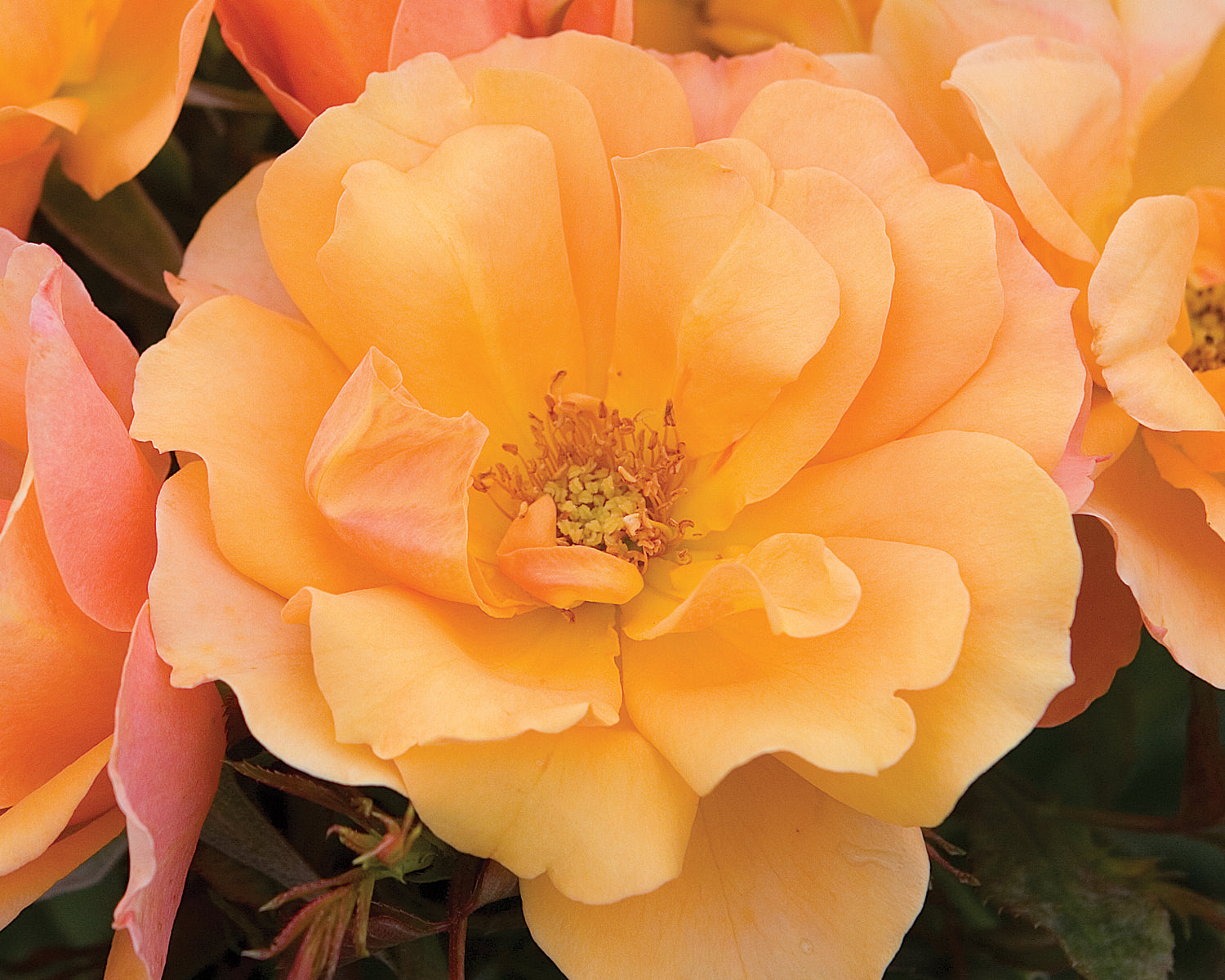 Tequila Rose 1.5 Gallon Container