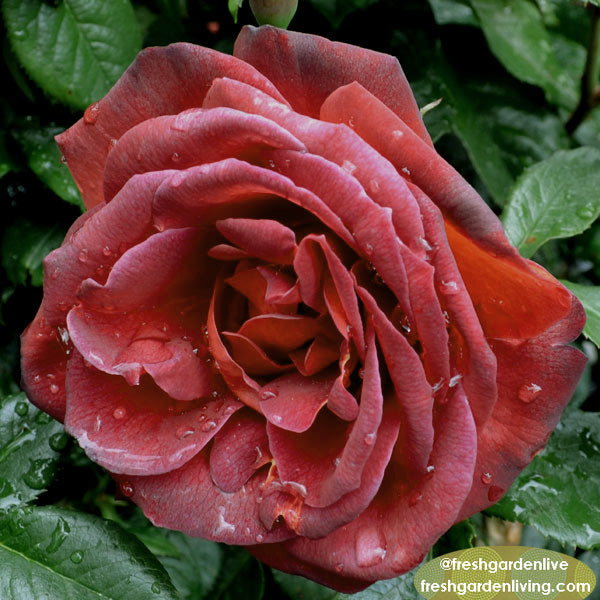 Hot Cocoa rose with deep reddish-brown petals and droplets of water on leaves, perfect for any garden