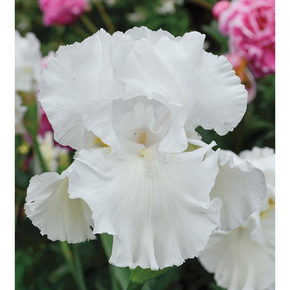 Immortality iris plant with delicate white blooms showcasing ruffled petals for garden beauty