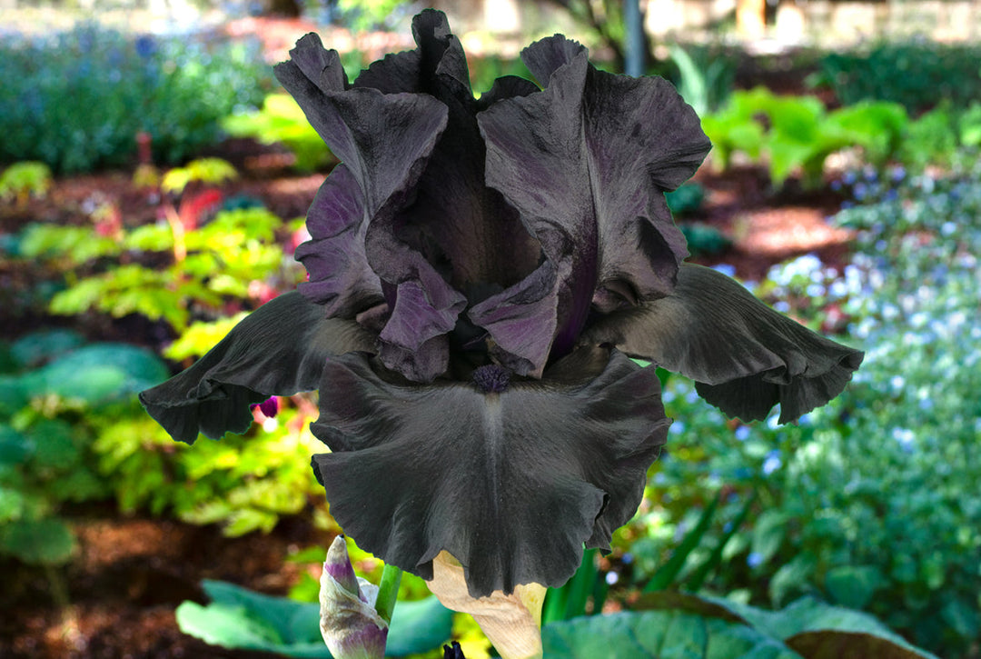 Explore All Night Long Fragrant Bearded Black Iris Plants' Beauty
