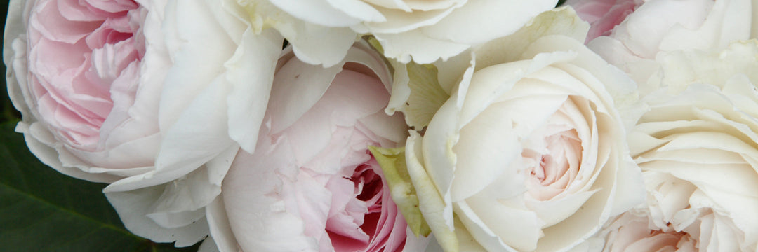 Buy Earth Angel rose online