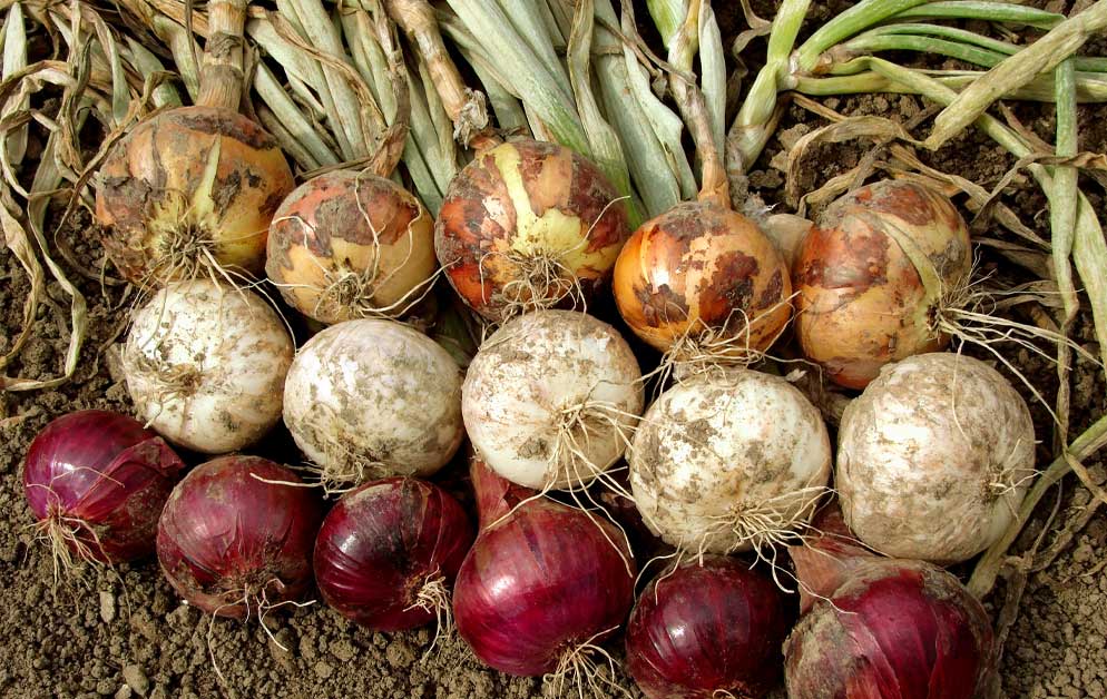 Top 7 Benefits of Growing Mixed Red, White & Yellow Onion Sets