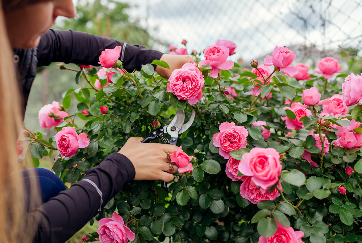 How to prune roses