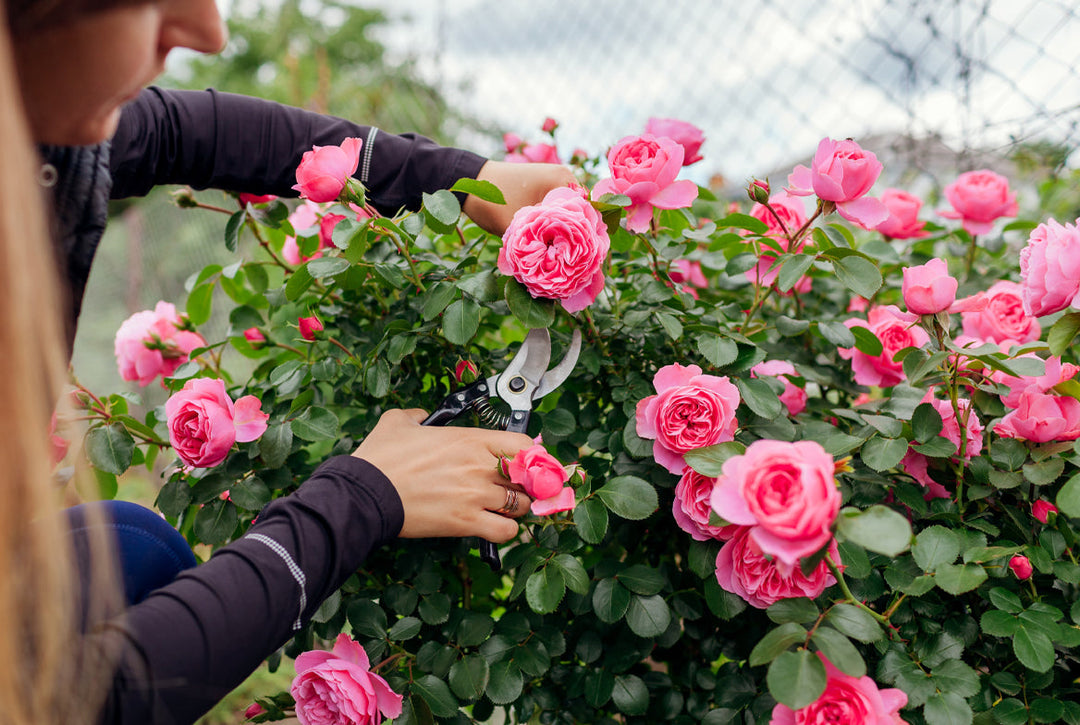 How to prune roses