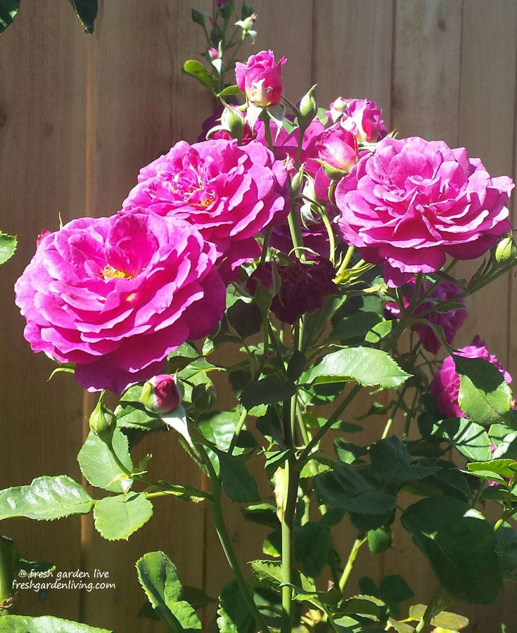 Own Root Rose Plant vs Grafted Rose Bush