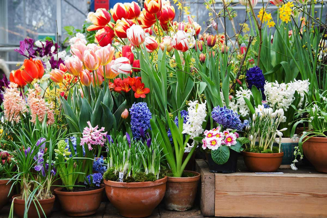 Mixed spring flowering bulbs in containers
