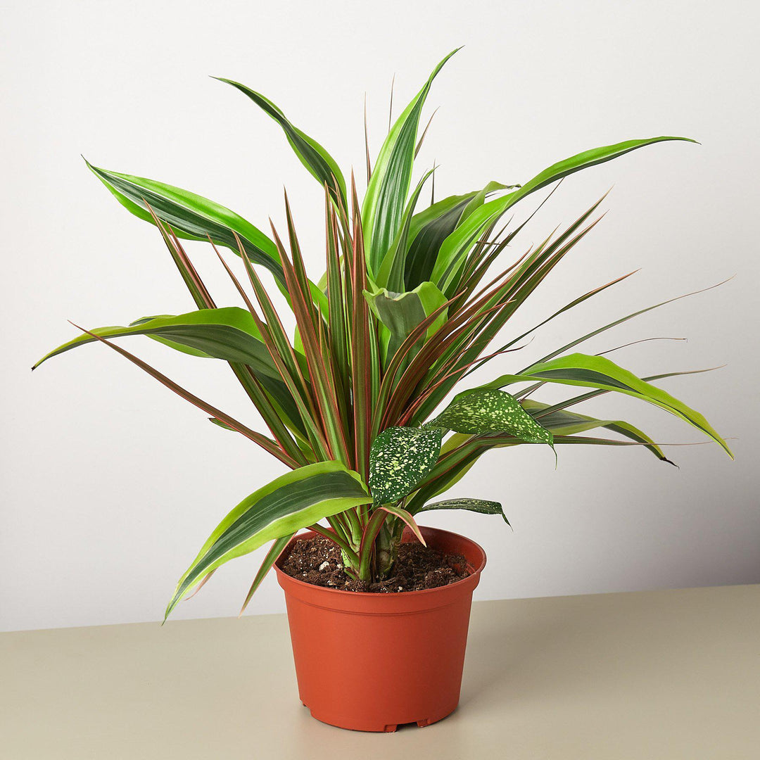 house plants online