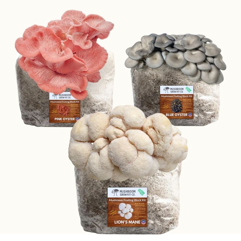 mushroom growing kits