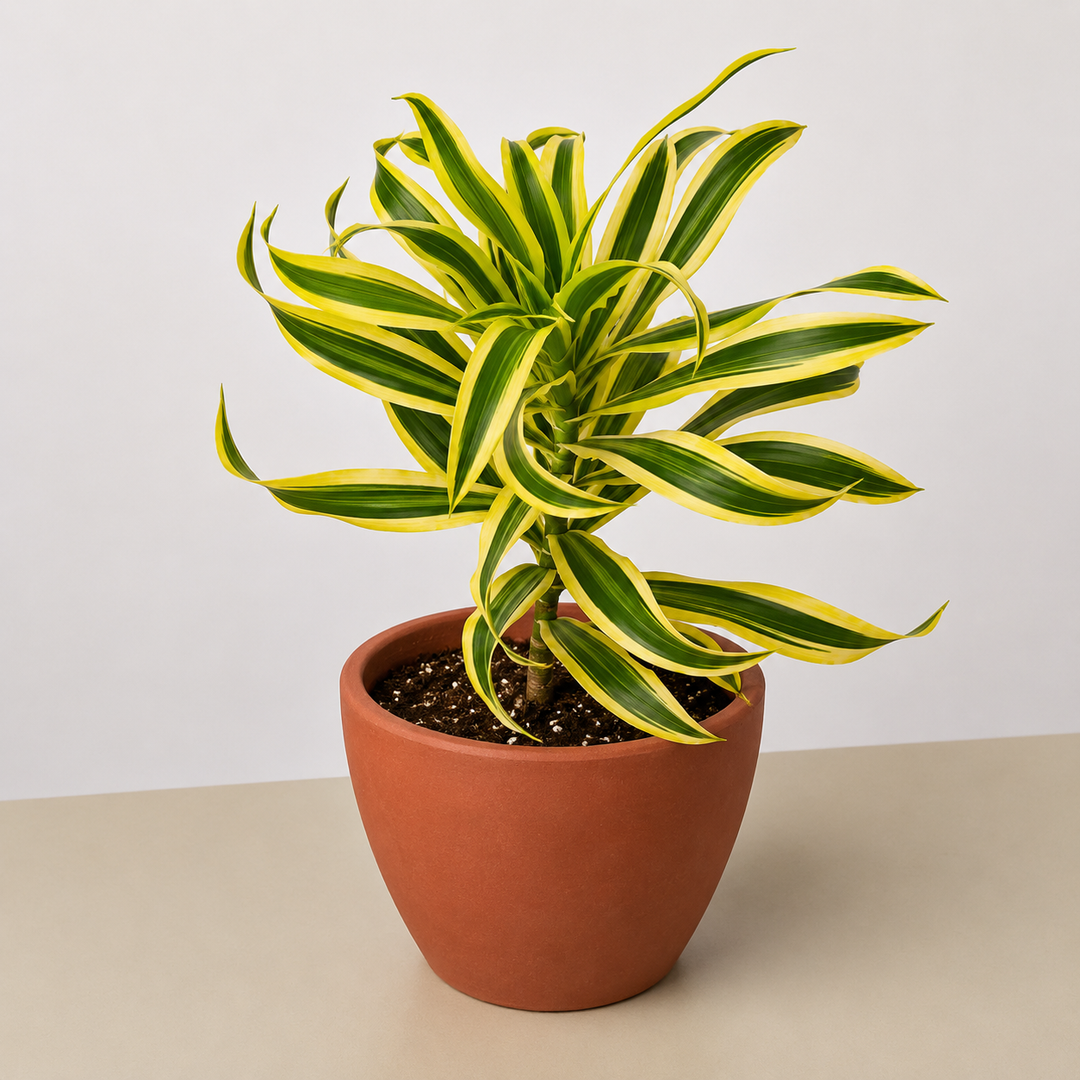 house plants online
