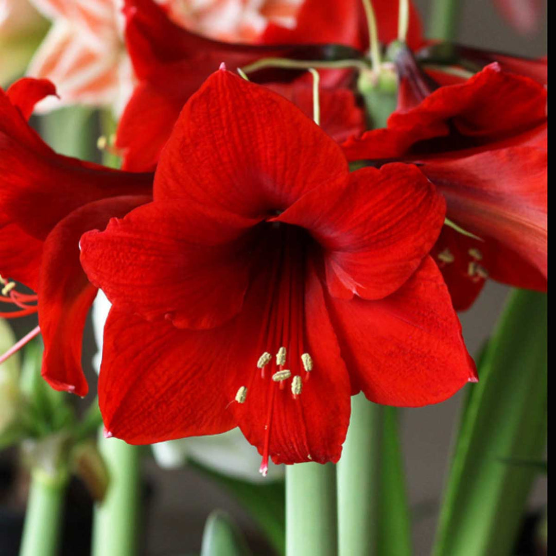 Amaryllis Bulbs
