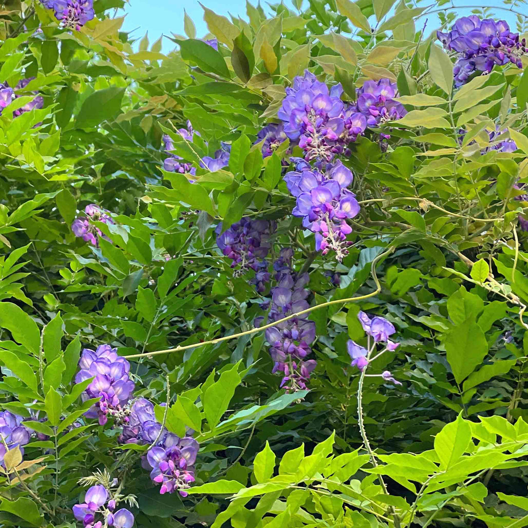 flowering climbing vine Wisteria