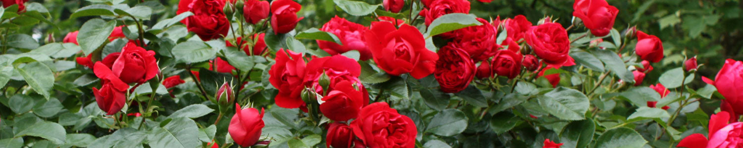 Beautiful display of vibrant red roses, perfect for those who want to buy rose plants online