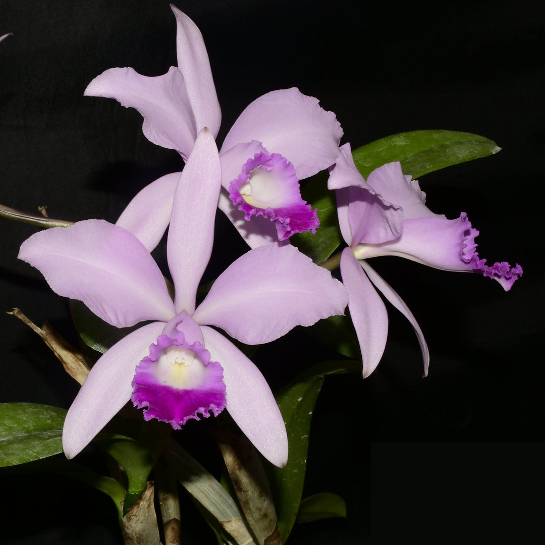 Orchid Plants