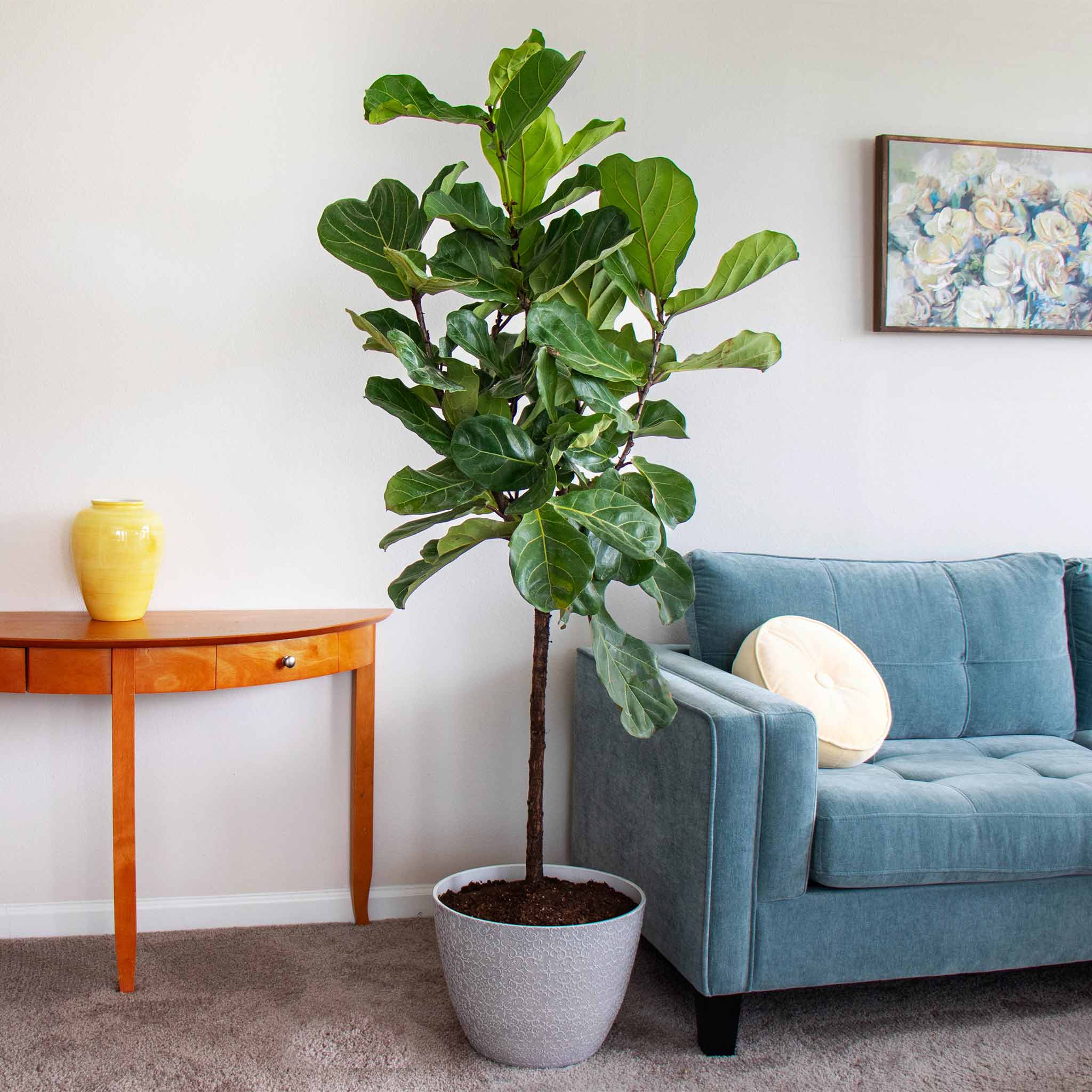 Shop All House Plants