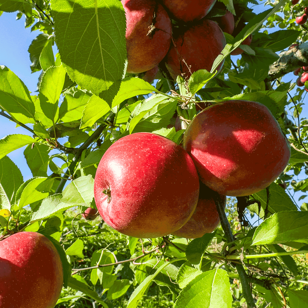 potted fruit trees online