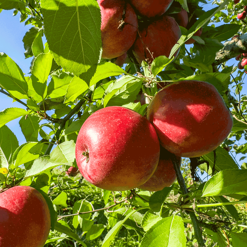 potted fruit trees online
