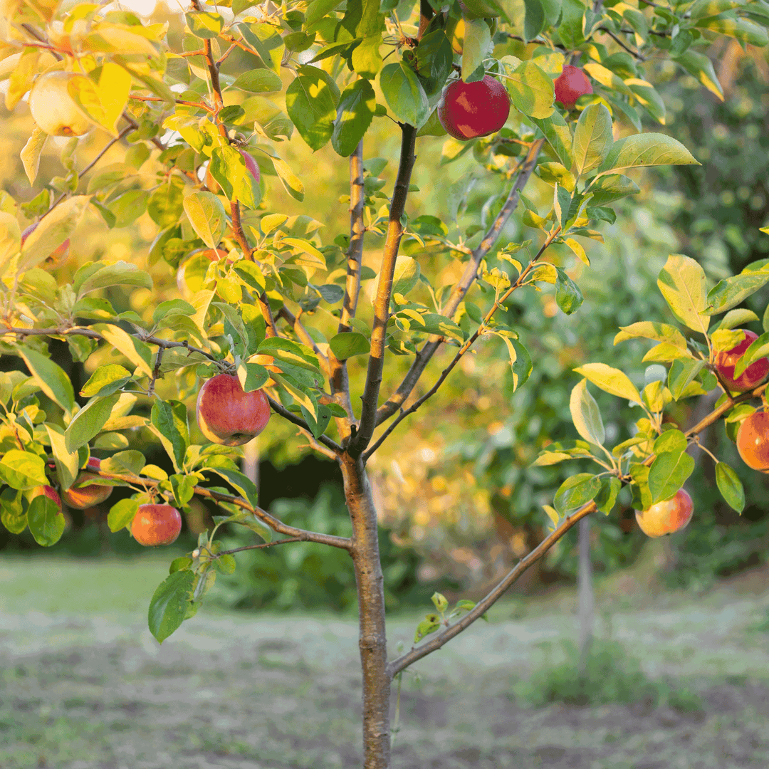 potted landscape trees and shrubs online