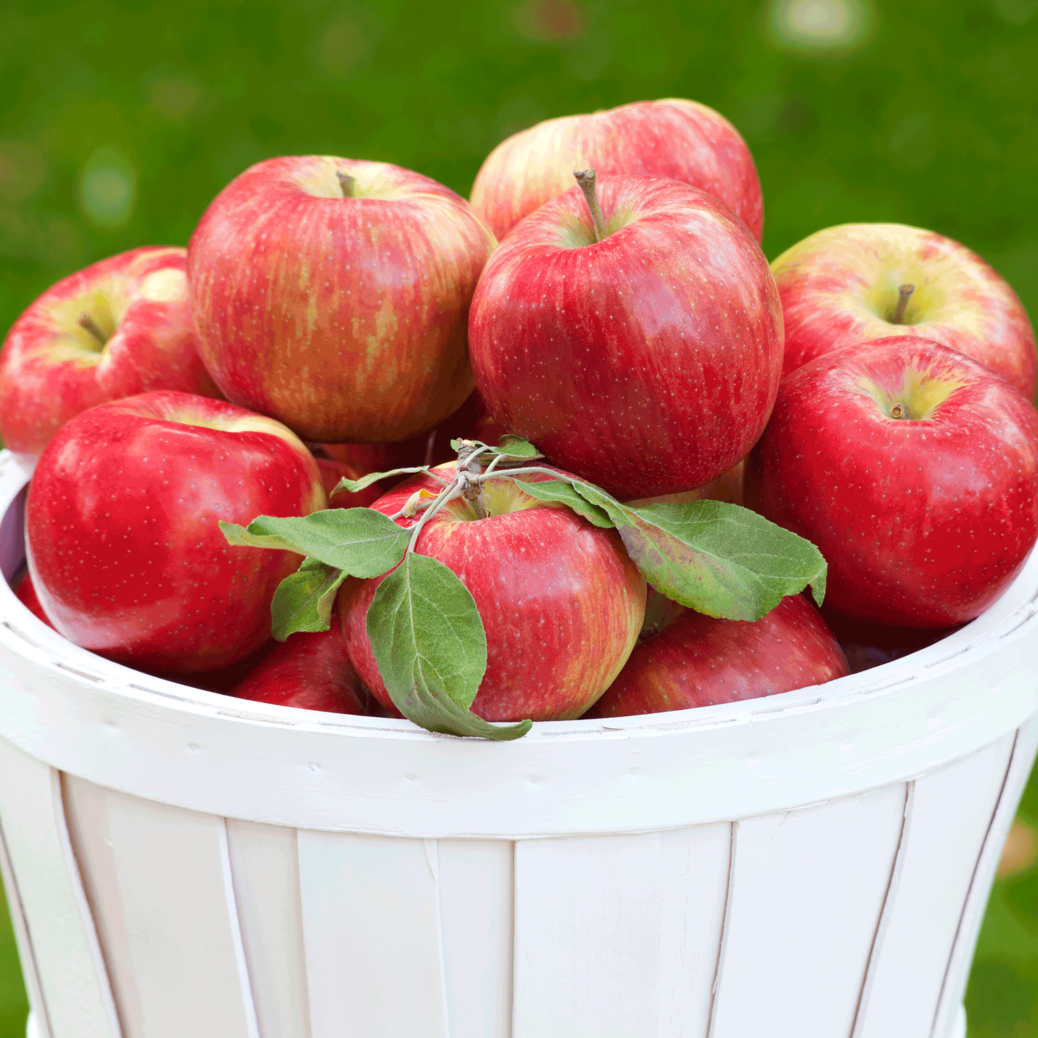 Shop All Fruit Trees & Berries
