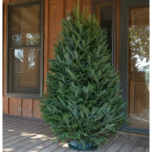 Real Christmas Trees - Fresh Cut Delivered