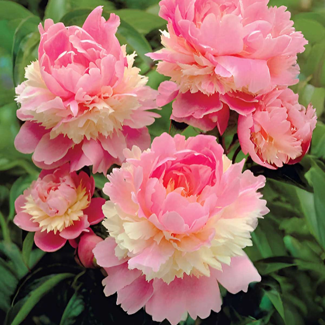 Peony Plants