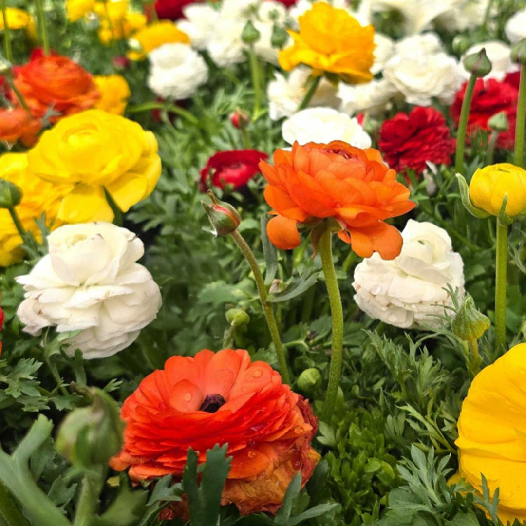 spring flowering bulbs