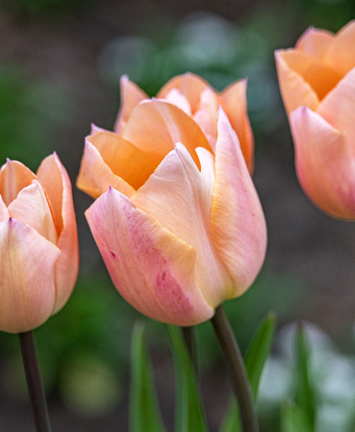 Shop All Bulbs