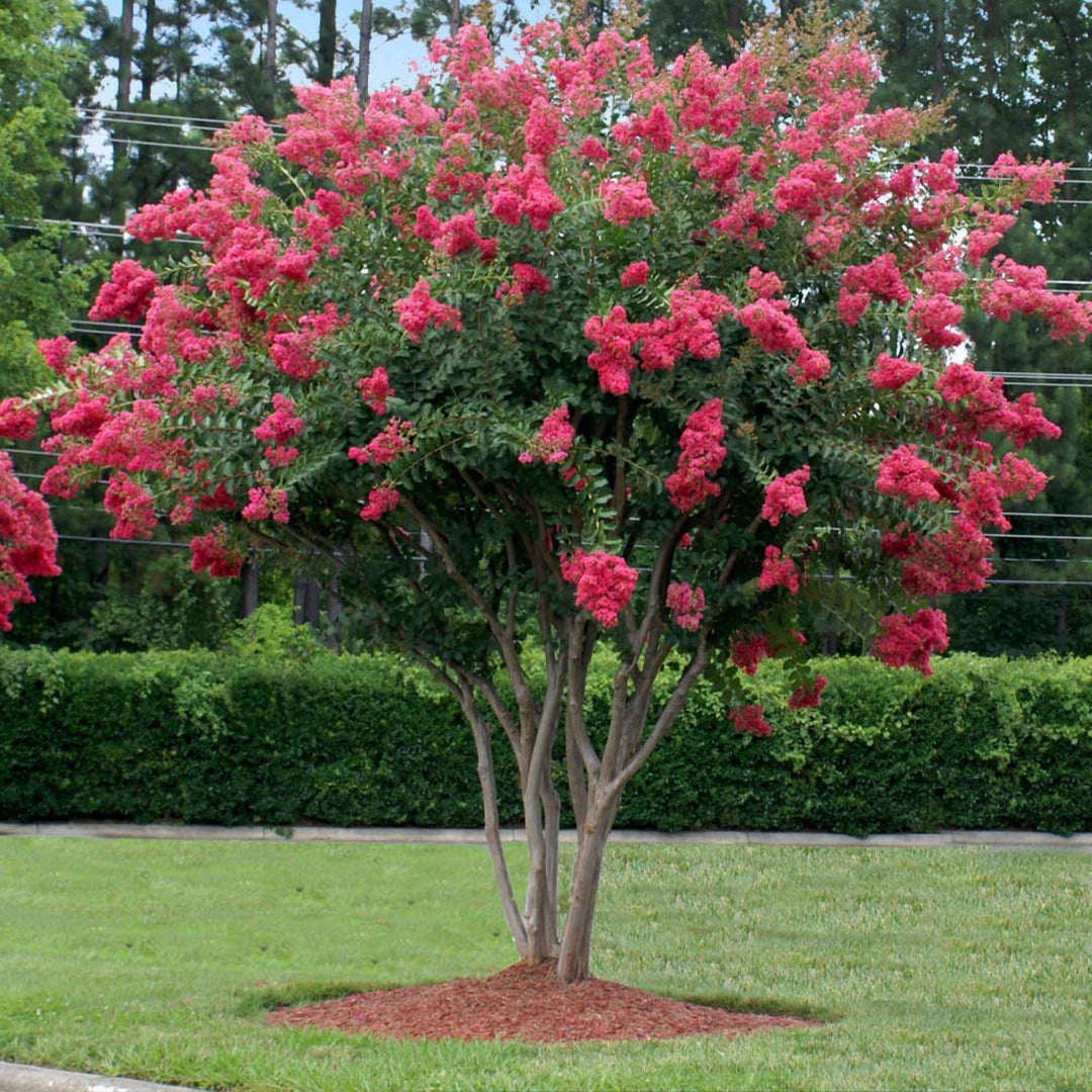 fast growing trees online