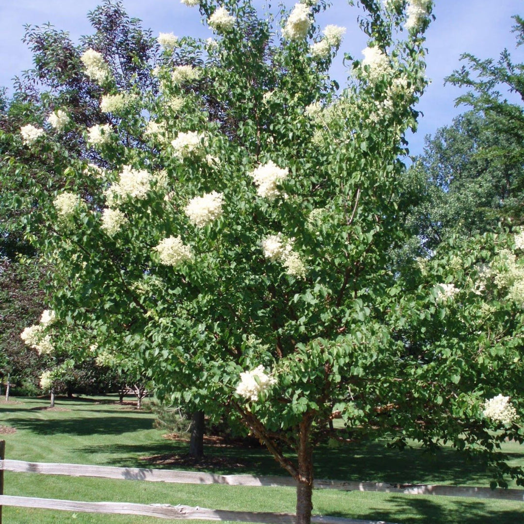 landscape tree