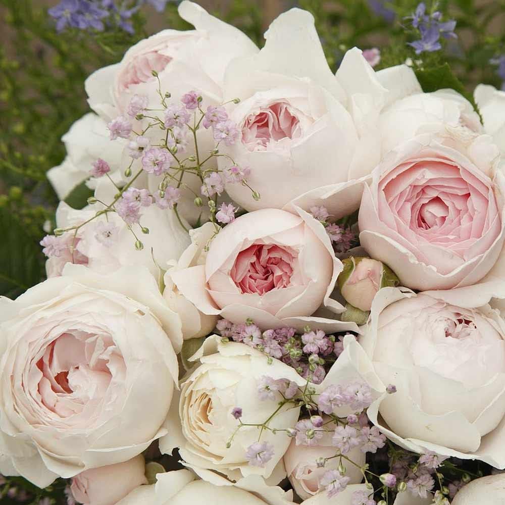 Shop Potted Rose Plants Online